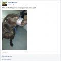 Wtf:  Florida Woman Duct Taped Her Dogs Mouth Shut