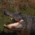 Burglar escapes the cops by hiding in an alligator's mouth, then the Cops find his Corpse in There 