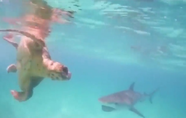 Cool as Fuck: Turtle loses Vicious Battle with Tiger Shark all Caught on Camera