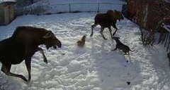 Momma Moose Goes Ballistic Trampling Dog Messing with her Calf
