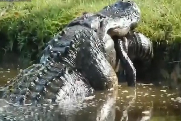 MASSIVE Alligator Swallows a Six-Foot Gator like a Snack.