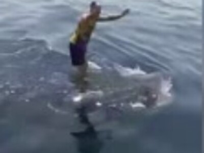 Man Jumps on a Whale Shark & Ride Him Like a Surf Board