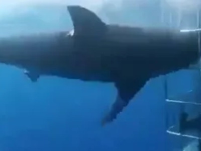 HOLY CRAP: Great White Shark Kills Itself trying to Eat People in Cage