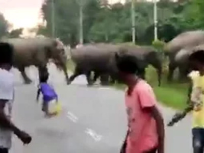 Morons Throw Stones at Peaceful Elephants.. Bad Idea