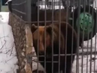 Sick Moron Tires to Molest a Bear and Loses Arm .