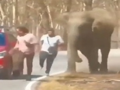 Don't Piss off Elephants if You're Fat and Slow