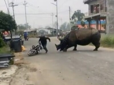 Rhino vs. Motorbike