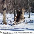 AWESOME: Remote Camera Captures an Eagle Attacking a Deer