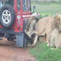 Lions Make Short Work this Car in Epic Fashion 