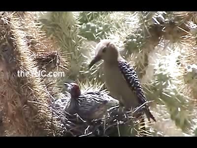 Zombie Woodpecker Slowly Hacks a Bird to Death then Eats its Brains 