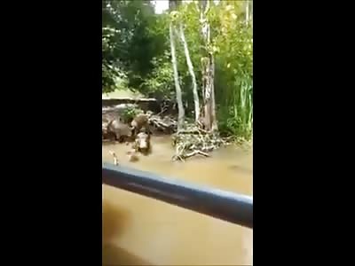 Amazing Video of a Wild Boar being Fed by Onlookers...then a Crocodile Shows Up (Fixed)