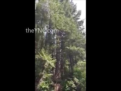 OUCH!!! Man Falls From a Tree and Strucks His Back on the Rocks