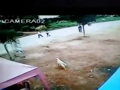 Dog following its Owners Across the Street is Run Over and Killed
