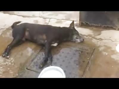 Sad Video of a Dog having Seizure before Death from a Venemous Snake 