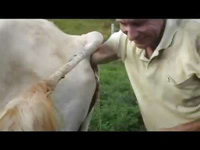 Man sticks his Entire Arm up a Cows Ass to get the Newborn Calf Out of There