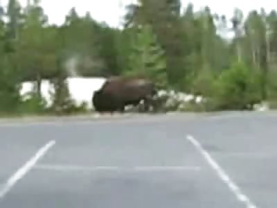 Fat Guy throws a Stick at a Wild Bison and Justice Ensues....