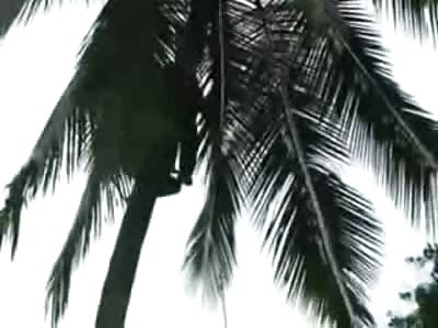 Spectacular Suicide...Man Hangs Himself from 200ft Palm Tree