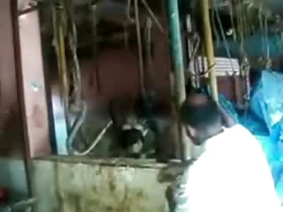 Barbaric Way of Killing Animals at a Slaughterhouse in India
