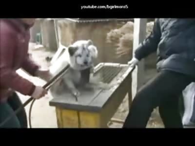 People with no Soul Electrocute a Dog to Death