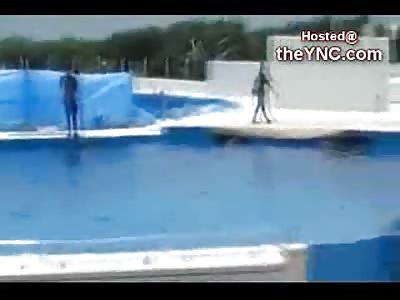 Dolphin Jumps out of its Tank at Tokyo Sea World