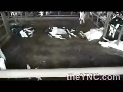 Dont Drink the Milk in Japan, Horrific Dairy Farm 30km from Fukushima has Cows left there by the Owners  