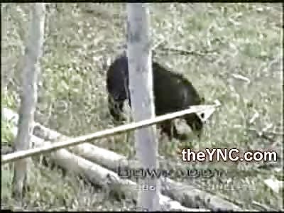 Goofy Redneck Boy is Damn Proud Killing a Black Bear with his Bow when it Falls out of the Tree