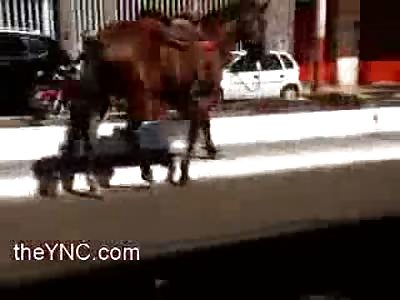 Whoa Horsey!! Girl cant Ride is nearly Killed by Horse...Did she Died? I dont Know