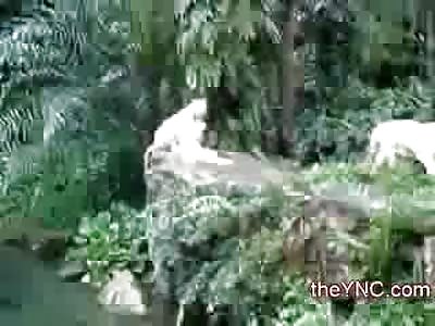 Zookeeper Prays to Allah when the White Tigers neraly Eat him to Death