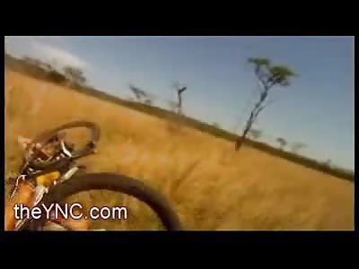CRAZY Sneak Attack by Antelope on Mountain Biker (Watch Slow Motion)