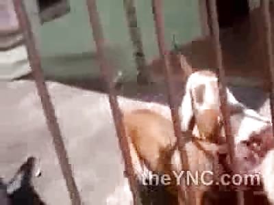 What Happens when a Nice Dog gets too Close to the Animals Behind Bars??