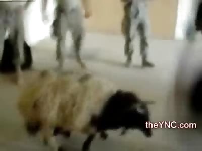 WTF: Us Marines Beat a Goat with a Steel Bat