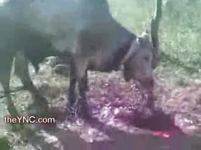 Cow tied to Tree nearly Beheaded is left to Die a Slow Choking Death