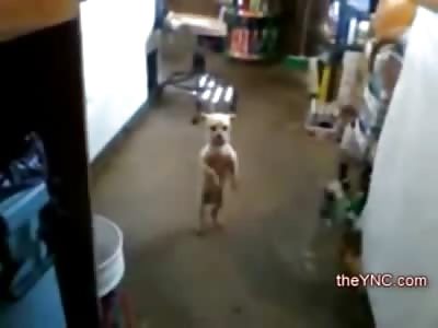 This Dog can Dance Better than your Girlfriend