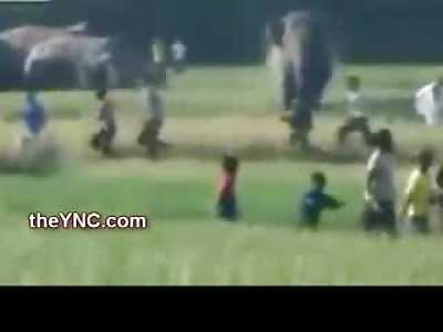 Elephant Goes into Attack Mode on Crowd.....Sits on Black Guy like a Boss