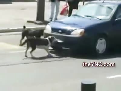 Dogs Have Hilarious Battle with Car