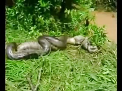 Giant Anaconda eating another Anaconda for Lunch