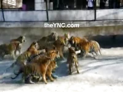 One Goat is Fed to an Entire Pack of Hungry Siberian Tigers...