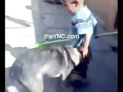 Dad laughs as the Family Dog bites his Crying Son 