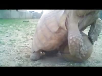 Just a Tortoise trying to Penetrate a Basketball...