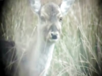 Very Graphic Video Shows Perfect Head-shot on Deer (Watch Slow Motion)