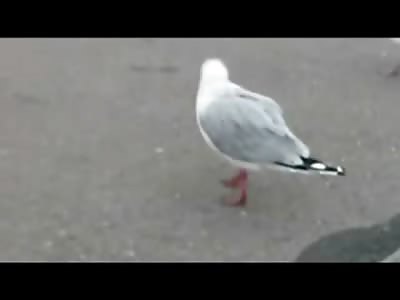 Seagull with Hole in his Neck continues to Eat the Same Piece of Food over and Over