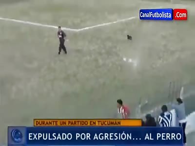 Complete Asshole Soccer Player Attacks Dog that Wandered onto the Field and Nearly Gets Lynched by the Crowd