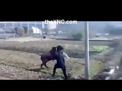Pissed off Farm Bull Attacks Two Men and a Pesky Herding Dog
