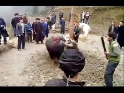 Just a Sickening Video of Hmong People slowly Beheading a Giant Bull