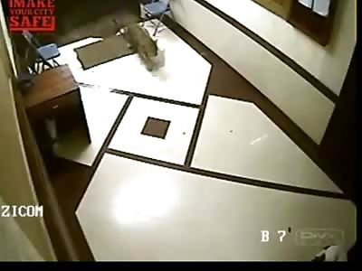 Shocking Home Surveillance shows Leopard Sneaking into House Killing and Taking Family Dog