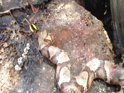 Copperhead Snake Starts Biting itself after being Decapitated 