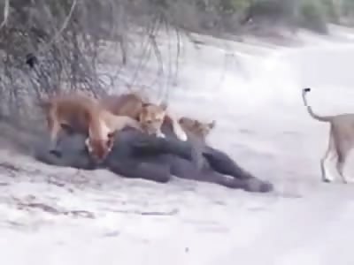 Tourists capture Rare Video of Baby Elephant Killed by Lion Pride