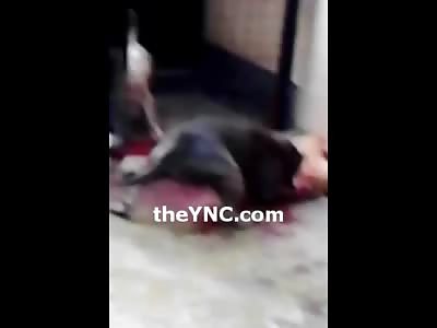 SHOCKING: 84 Year old Grandmother is Mauled to Death by Pitbull **VERY GRAPHIC**