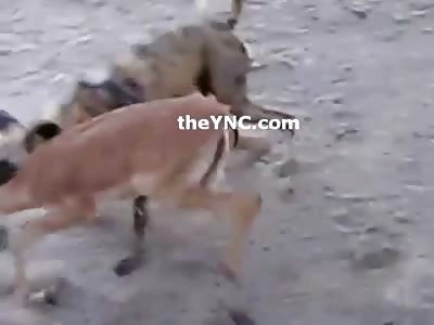 Visitors Witness Wild Dogs Rip Apart a Gazelle at a Wildlife Refuge 