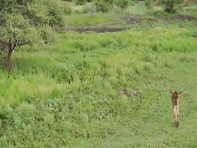 Very Cool Video Shows a Female Lion Protecting a Baby Buffalo Calf from another Lion
